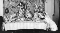 Picture of dogs at party