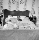 Picture of dogs in bed with owners
