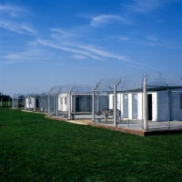 Picture of dogs in quarantine kennels