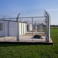 Picture of dogs in quarantine kennels