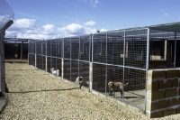 Picture of dogs in quarentine kennels