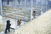 Picture of dogs in quarentine kennels