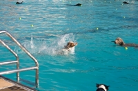 Picture of dogs in swimming pool