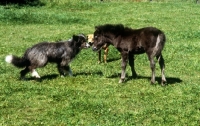 Picture of dogs meeting a foal