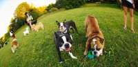 Picture of Dogs playing together on grass