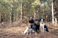 Picture of Dogs posing in the woods