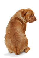 Picture of Dogue de Bordeaux back view