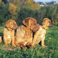 Picture of dogue de bordeaux bitch with her two puppies