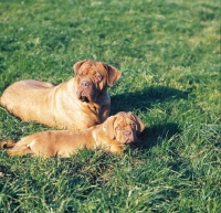 Picture of Dogue de Bordeaux bitch with puppy