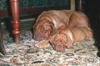 Picture of Dogue de Bordeaux bitch with puppy resting on carpet