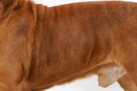 Picture of Dogue de Bordeaux coat