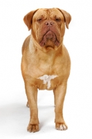 Picture of Dogue de Bordeaux, front view on white background