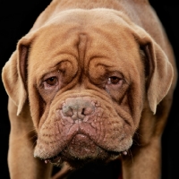 Picture of Dogue de Bordeaux frowning