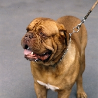 Picture of dogue de bordeaux head and shoulder shot on leash