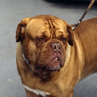 Picture of dogue de bordeaux head and shoulder shot