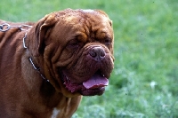 Picture of dogue de bordeaux head shot with tongue out