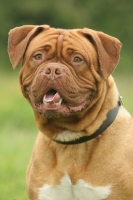 Picture of Dogue de Bordeaux, head shot