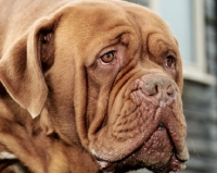Picture of Dogue de Bordeaux head study