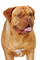 Picture of Dogue de Bordeaux, head study