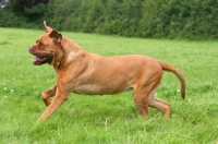 Picture of Dogue de Bordeaux in field