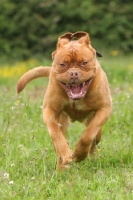 Picture of Dogue de Bordeaux in motion