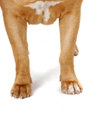 Picture of Dogue de Bordeaux legs