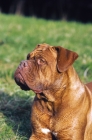 Picture of Dogue de Bordeaux looking away