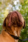 Picture of dogue de bordeaux looking up