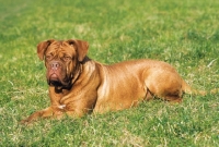 Picture of Dogue de Bordeaux lying down on grass