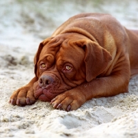 Picture of Dogue de Bordeaux lying in sand