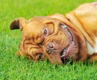 Picture of Dogue de Bordeaux lying on grass