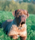 Picture of Dogue de Bordeaux lying on grass