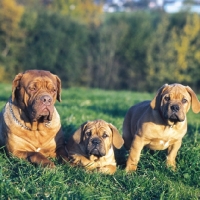Picture of dogue de bordeaux mother with puppies