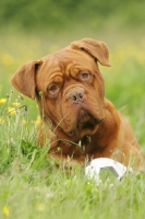 Picture of Dogue de Bordeaux near football