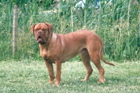 Picture of Dogue de Bordeaux on grass