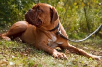 Picture of dogue de bordeaux on lead, looking away