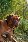 Picture of dogue de bordeaux on lead