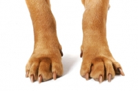 Picture of Dogue de Bordeaux paws