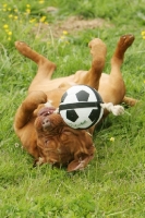 Picture of Dogue de Bordeaux playing with ball