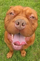 Picture of Dogue de Bordeaux portrait