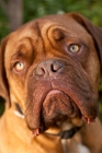 Picture of dogue de bordeaux portrait