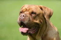 Picture of Dogue de Bordeaux portrait