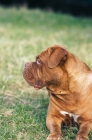 Picture of Dogue de Bordeaux profile