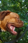 Picture of dogue de bordeaux profile