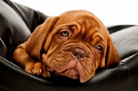 Picture of dogue de bordeaux pup on a black pillow