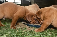 Picture of Dogue de Bordeaux puppies eating