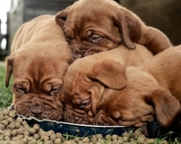 Picture of Dogue de Bordeaux puppies eating from a dish