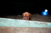 Picture of Dogue de Bordeaux puppies hiding behind threshold