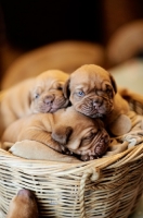 Picture of Dogue de Bordeaux puppies in a basket