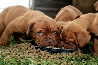 Picture of Dogue de Bordeaux puppies indulging